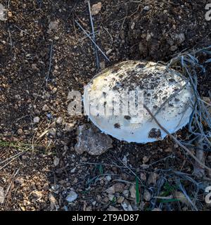 Large white mushroom growing on the forest floor Photographed In the Jerusalem foothills, Israel in November Stock Photo