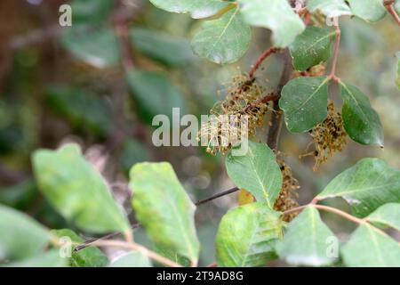 Close up of the male flowers of a Carob tree The carob (Ceratonia siliqua) is a flowering evergreen tree or shrub in the Caesalpinioideae sub-family o Stock Photo