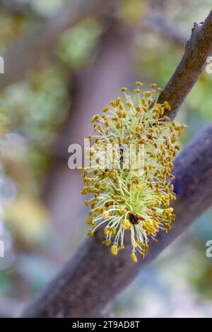 Close up of the male flowers of a Carob tree The carob (Ceratonia siliqua) is a flowering evergreen tree or shrub in the Caesalpinioideae sub-family o Stock Photo