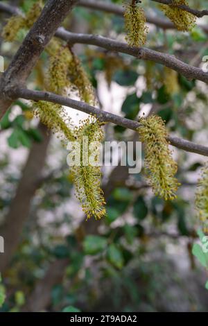 Close up of the male flowers of a Carob tree The carob (Ceratonia siliqua) is a flowering evergreen tree or shrub in the Caesalpinioideae sub-family o Stock Photo