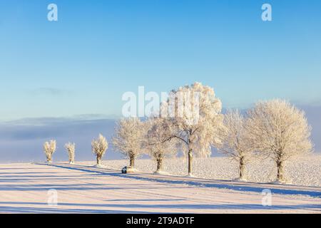 Car driving on a country road by a line of frosty trees in the countryside at a cold winter day Stock Photo