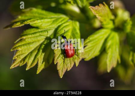 Red hazel-leaf roller weevil beetle sitting on a lush green leaf. Apoderus coryli Stock Photo