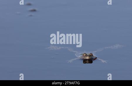 A close-up of a European fire-bellied toad (Bombina Bombina) in a pond Stock Photo