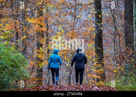 Two woman Nordic walking in the forest, deciduous trees with colourful autumn leaves, Stuttgart, Baden-Wuerttemberg, Germany Stock Photo