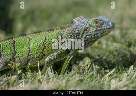 Close up of an Iguana, on a patch of grass. Focus on the eye. Stock Photo