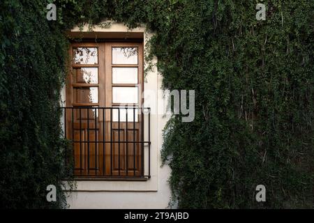 A Window surrounded by greenery, ivy and vines covering a house. with space for text Stock Photo
