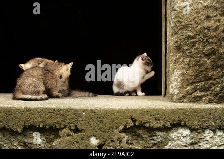 kittens in Raca Monastery, Serbia Stock Photo