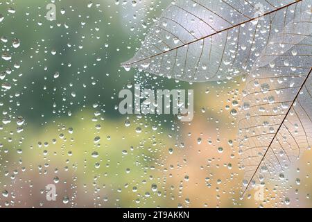 Autumn background, raindrops on pane with transparent leaves Stock Photo