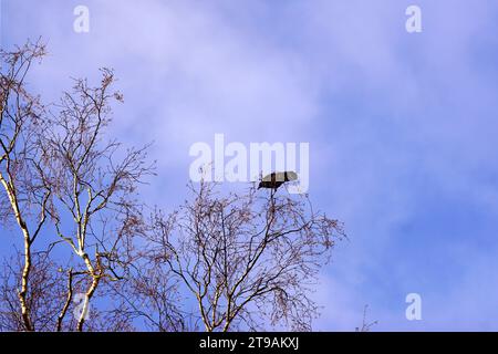 Silhouette branches and twigs of a birch tree in the autum in the Netherlands. Carrion crow (Corvus corone) high in the tree. Clouds, sky, November Stock Photo