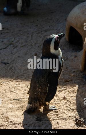Penguin in Wilhelma Zoo, South of Germany, Stuttgart Stock Photo