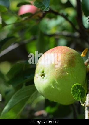 Close-up of a single apple on a tree branch with rain drops Stock Photo