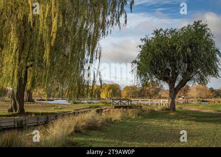 Weeping willow over stream and wooden bridge at Bushy Park in the autumn Stock Photo