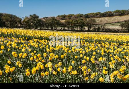 Daffodil fields in full bloom, Cornwall, May Stock Photo