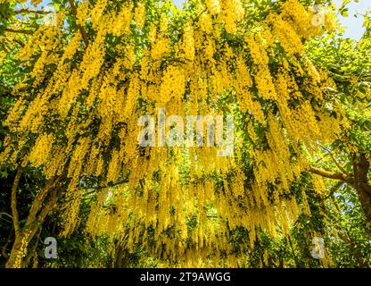 Golden Laburnum flowers hanging from an arch over a pathway Stock Photo