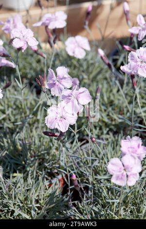 Dianthus Asnelliken, pale pink carnation flowers and plants texture background in spring, sunlight Stock Photo