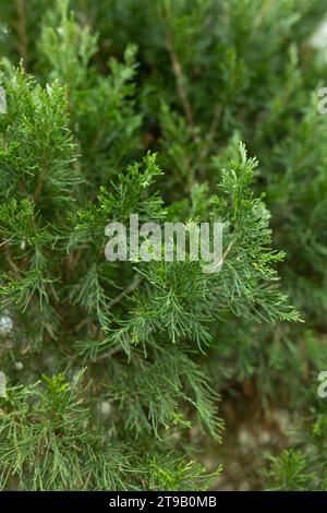 close up of juniper plant Stock Photo