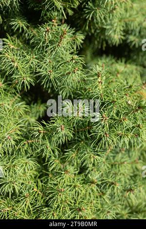 close up of pine tree branches Stock Photo