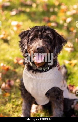 black labradoodle wearing a sweater in fall leaves Stock Photo