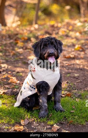 black labradoodle sitting in a sweater with a fall background Stock Photo