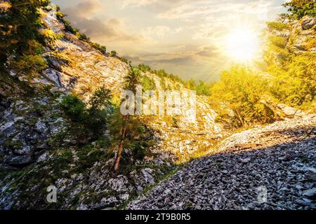View from inside the canyon in Romanian mountains with spruce trees on the rocks at sunset. beautiful nature landscape in evening light Stock Photo