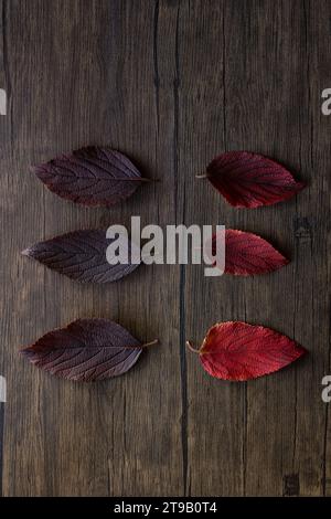 flat lay of red and purple plum leaves against wood background Stock Photo