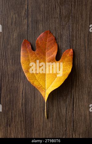 yellow and orange sassafras leaf against a wood background Stock Photo