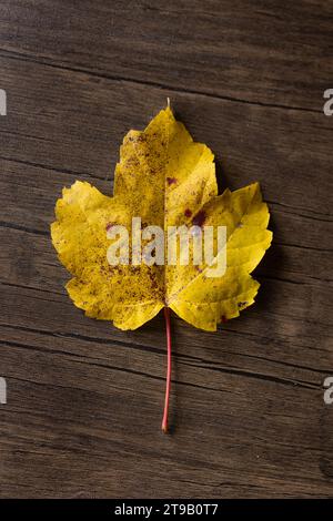 isolated yellow maple leaf against wood background Stock Photo