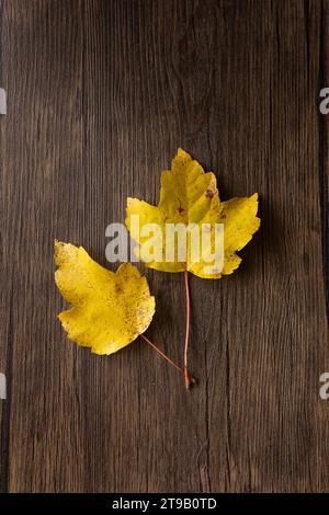 two yellow maple leaves against a wood background Stock Photo