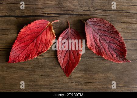 three red leaves against wood in natural light Stock Photo