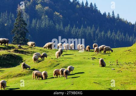 flock of sheep grazing on the steep grassy hill. beautiful nature scenery on a sunny day in autumn. bihor county, romania Stock Photo