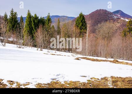 nature scenery with forest on a snow covered hill. spruce among leafless birch trees. cold sunny day in early spring. beautiful mountainous landscape Stock Photo