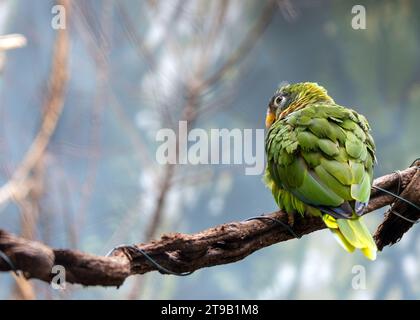 Capture the vibrant beauty of the Yellow-billed Amazon Parrot (Amazona collaria) in its native habitat. This colorful bird, native to the Caribbean, e Stock Photo