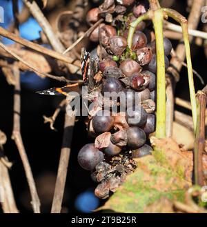 A red Admiral butterfly feeding on some overripe grapes in the sun Stock Photo