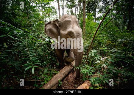 Asian elephant walking through tropical rainforest near Chiang Mai in Thailand. Stock Photo