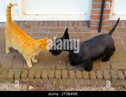 Neighbors greet each other. Behind the left door lives a ginger tabby cat. Behind the right door a black Scottish Terrier. Stock Photo