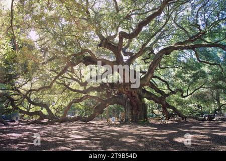 Photo of the Angel Oak Tree on South Carolina - United States Stock Photo