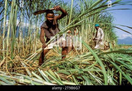 Tanzania, Kilombero - farm workers harvest the sugar cane by cutting the stems with machetes. Stock Photo