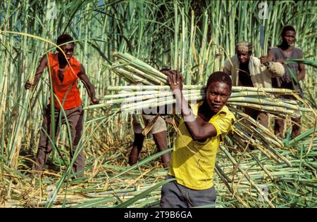 Tanzania, Kilombero - farm workers harvest the sugar cane by cutting the stems with machetes. Stock Photo