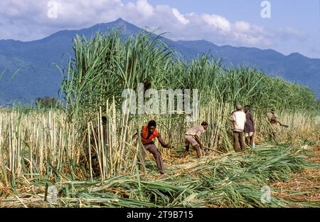 Tanzania, Kilombero - farm workers harvest the sugar cane by cutting the stems with machetes. Stock Photo