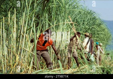 Tanzania, Kilombero - farm workers harvest the sugar cane by cutting the stems with machetes. Stock Photo