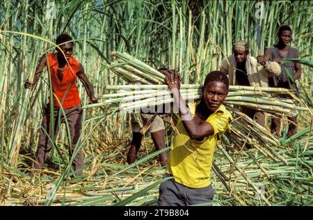 Tanzania, Kilombero - farm workers harvest the sugar cane by cutting the stems with machetes. Stock Photo