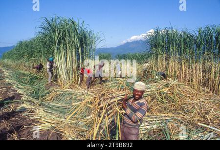 Tanzania, Kilombero - farm workers harvest the sugar cane by cutting the stems with machetes. Stock Photo