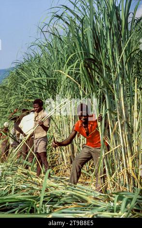 Tanzania, Kilombero - farm workers harvest the sugar cane by cutting the stems with machetes. Stock Photo