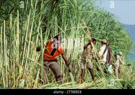 Tanzania, Kilombero - farm workers harvest the sugar cane by cutting the stems with machetes. Stock Photo