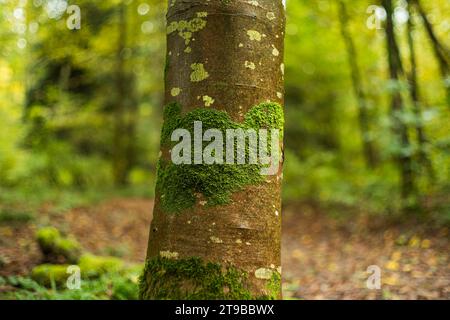 Green moss on tree trunk bark in a forest. Close up shot, autumn colors, shallow depth of field, no people. Stock Photo