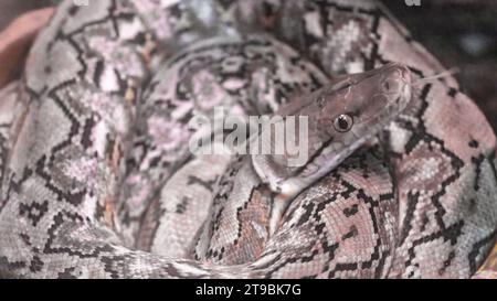 Reticulated python, Python reticulatus, non-venomous snake lies in a ring close-up, native to Asia. Stock Photo