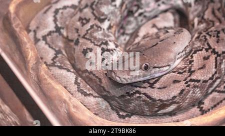 Reticulated python, Python reticulatus, non-venomous snake lies in a ring close-up, native to Asia. Stock Photo