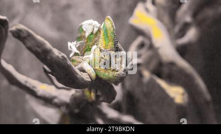 Yemeni chameleon, Chamaeleo calyptratus, colorful chameleon lizard on a dry branch close-up. South American rare animal. Stock Photo