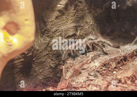 Chilean pink tarantula, Grammostola rosea, close-up of the genus Grammostola. In stones in nature. Stock Photo