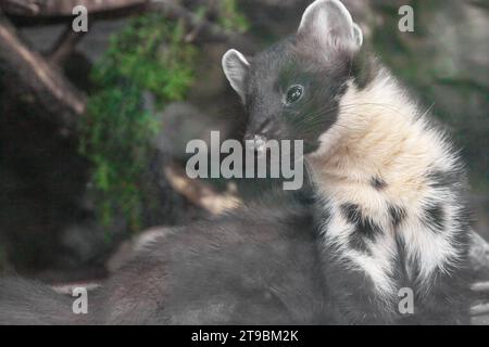 European pine marten, yellowfin, Martes martes, a mammal of the mustelid family, close-up. In the national park. Stock Photo